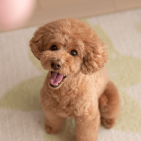 Toy Poodle puppy