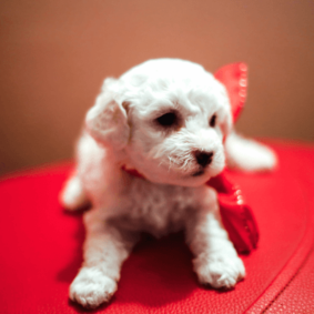 Poodle Puppy