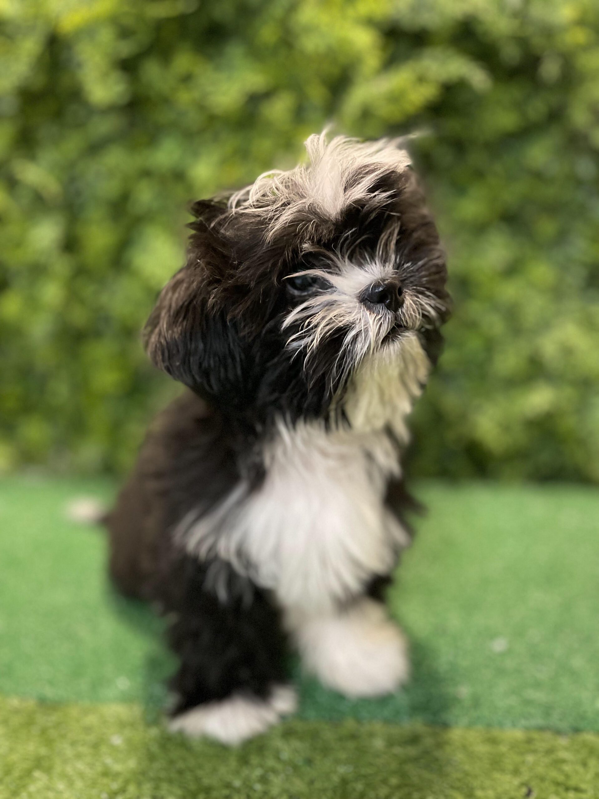 Shorkie Female D24-0022