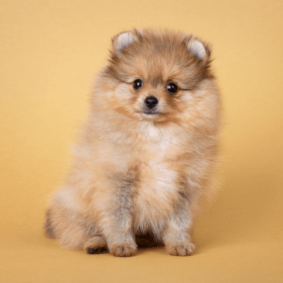 Pomeranian puppy