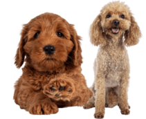 Poodle Puppies