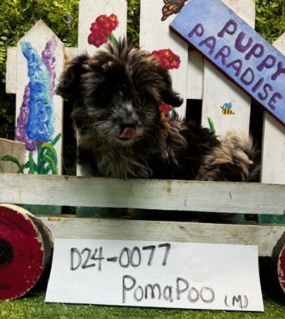 pomapoo