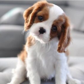 Cavalier King Charles Spaniel