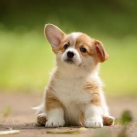 Pembroke Welsh Corgi