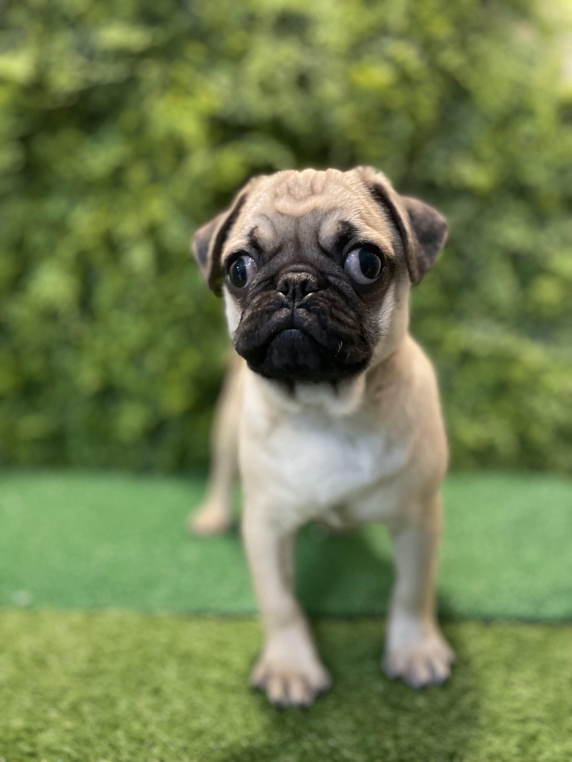 Pug Male Puppy