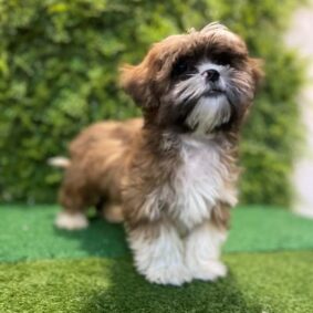 Shih Tzu Male