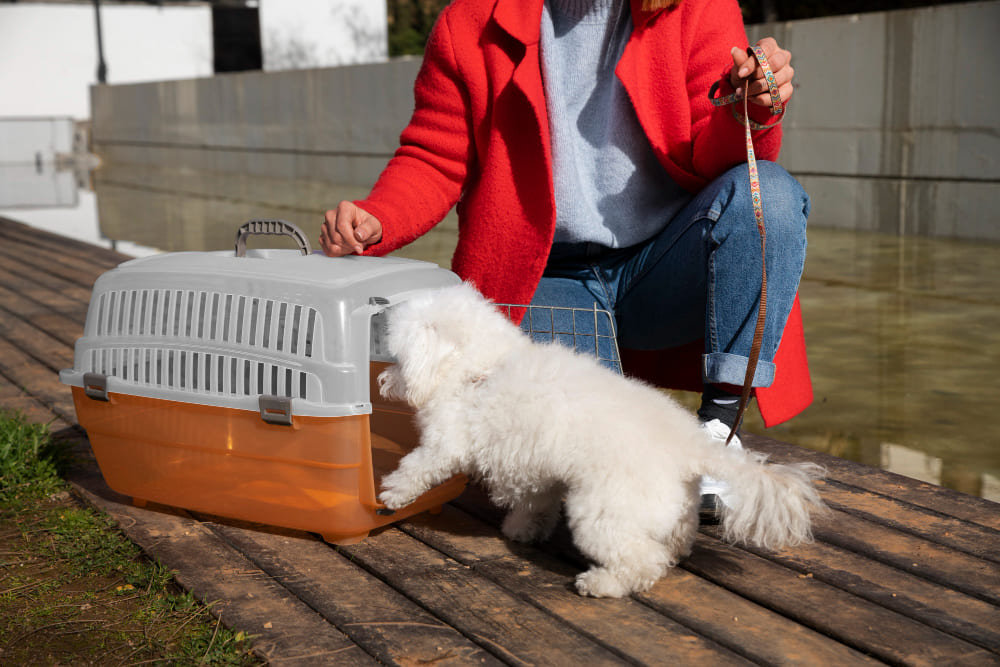 Overnight dog boarding near me best sale