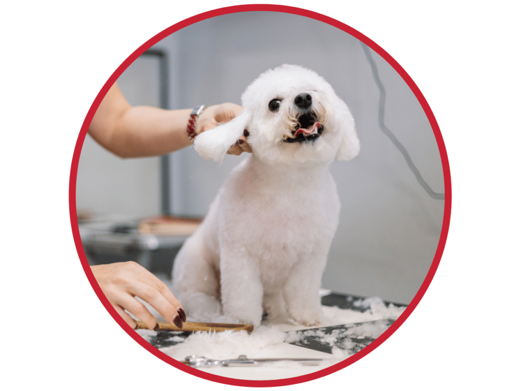 Cheap dog grooming near me,Top Affordable Dog Grooming Near Me